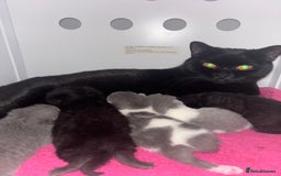 British Shorthair cats for sale: Only 2 rare Black British Shorthair kittens left  - Image 4