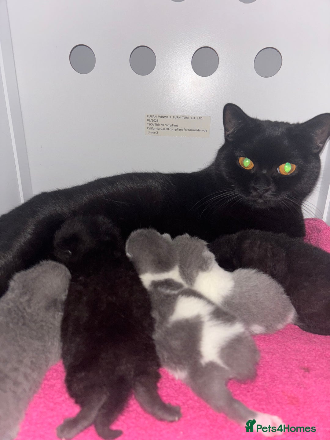 British Shorthair cats for sale: Only 2 rare Black British Shorthair kittens left  - Image 4