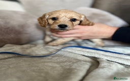 Cockapoo dogs for sale: Cockapoo puppies - Image 9