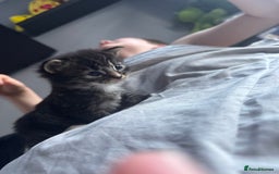 Mixed Breed cats for sale: Male and female kittens  - Image 5