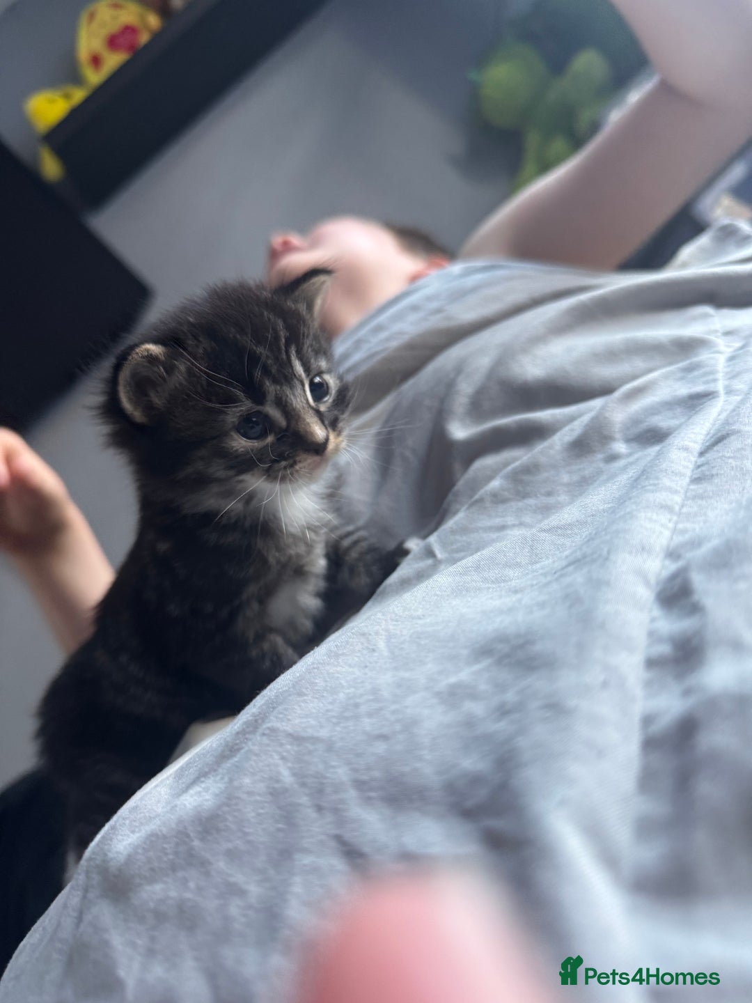 Mixed Breed cats for sale: Male and female kittens  - Image 5