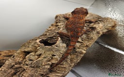 Gecko reptiles for sale: 5 Gargoyle Gecko Babies for sale - Image 8