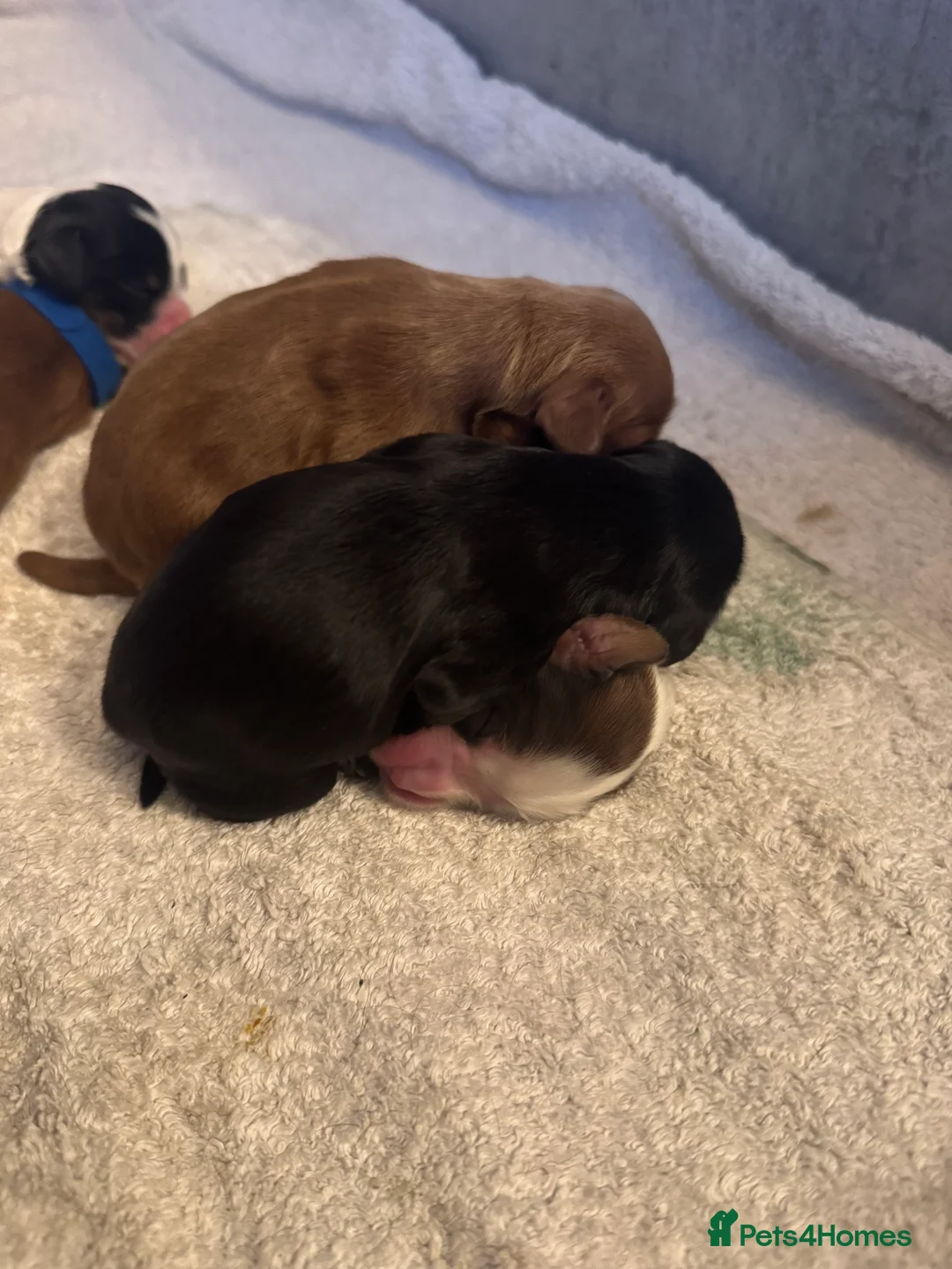 Mixed Breed dogs for sale: Beautiful cocker spaniel & Cavapoo puppies  in Bingley - Advert 16