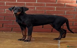 Dobermann dogs for sale: Top Quality Female Dobermann Puppy Available - Image 1