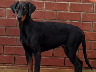 Dobermann dogs Top Quality Female Dobermann Puppy Available - Advert 3