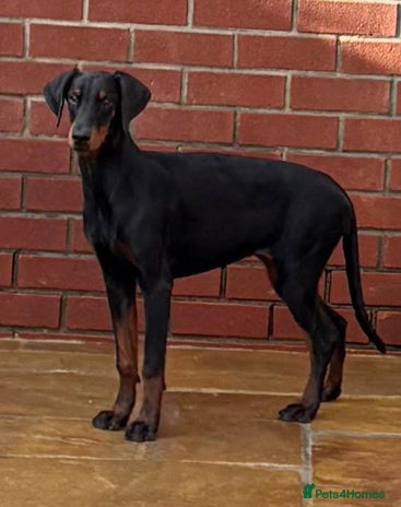 Dobermann dogs - Advert 6