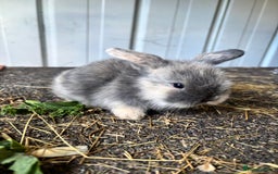 Mini Lop rabbits for sale: Mini lop babies - Image 1