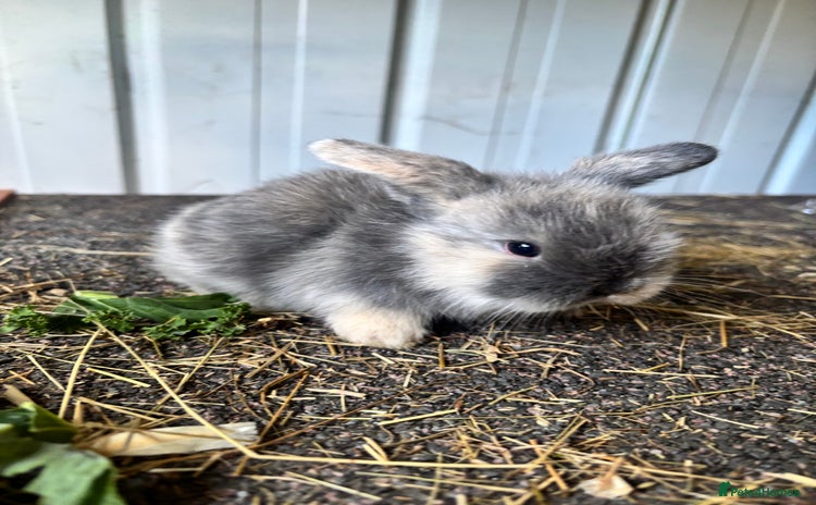 Mini Lop rabbits - Advert 11