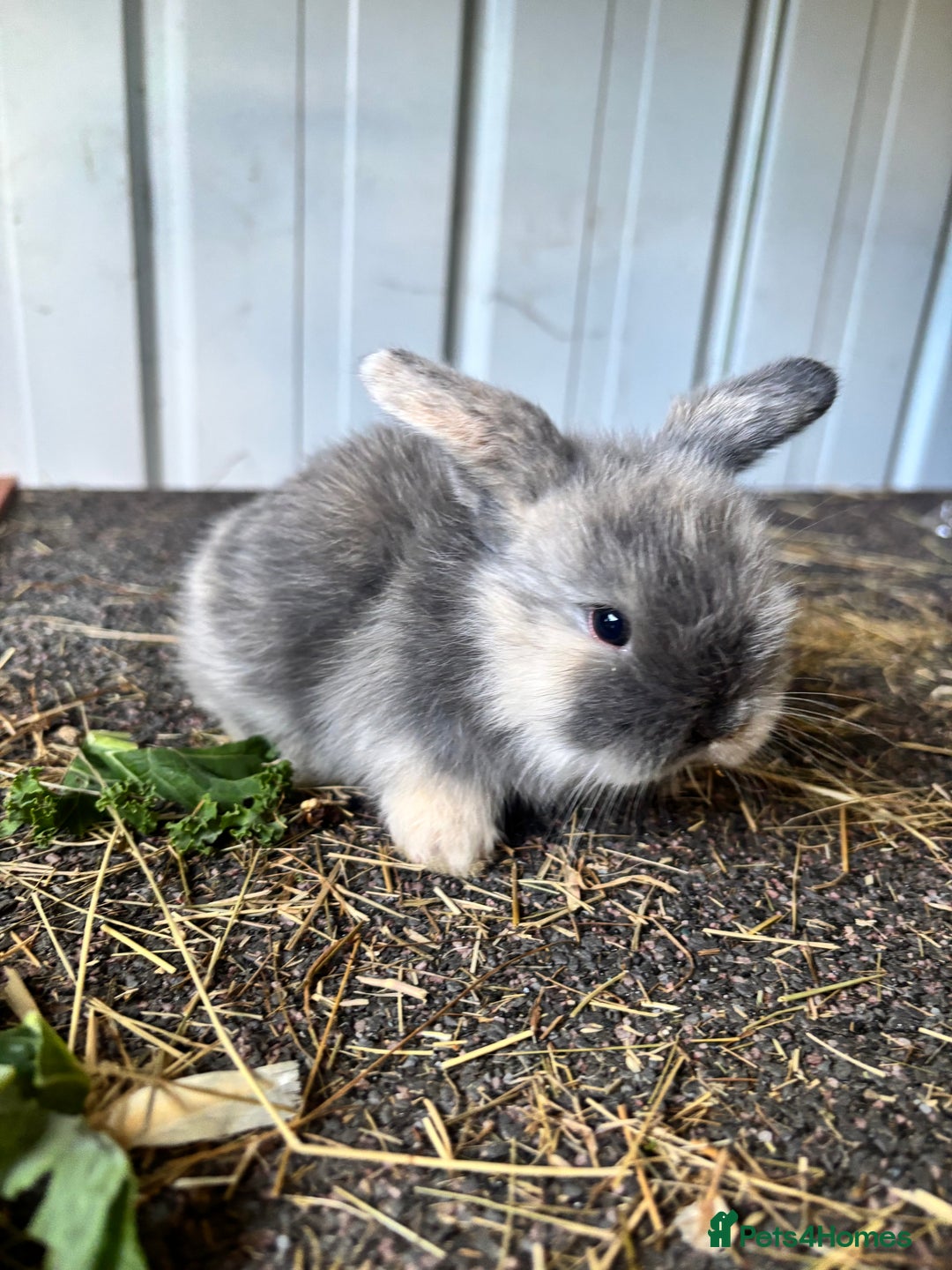 Mini Lop rabbits for sale: Mini lop babies - Image 1