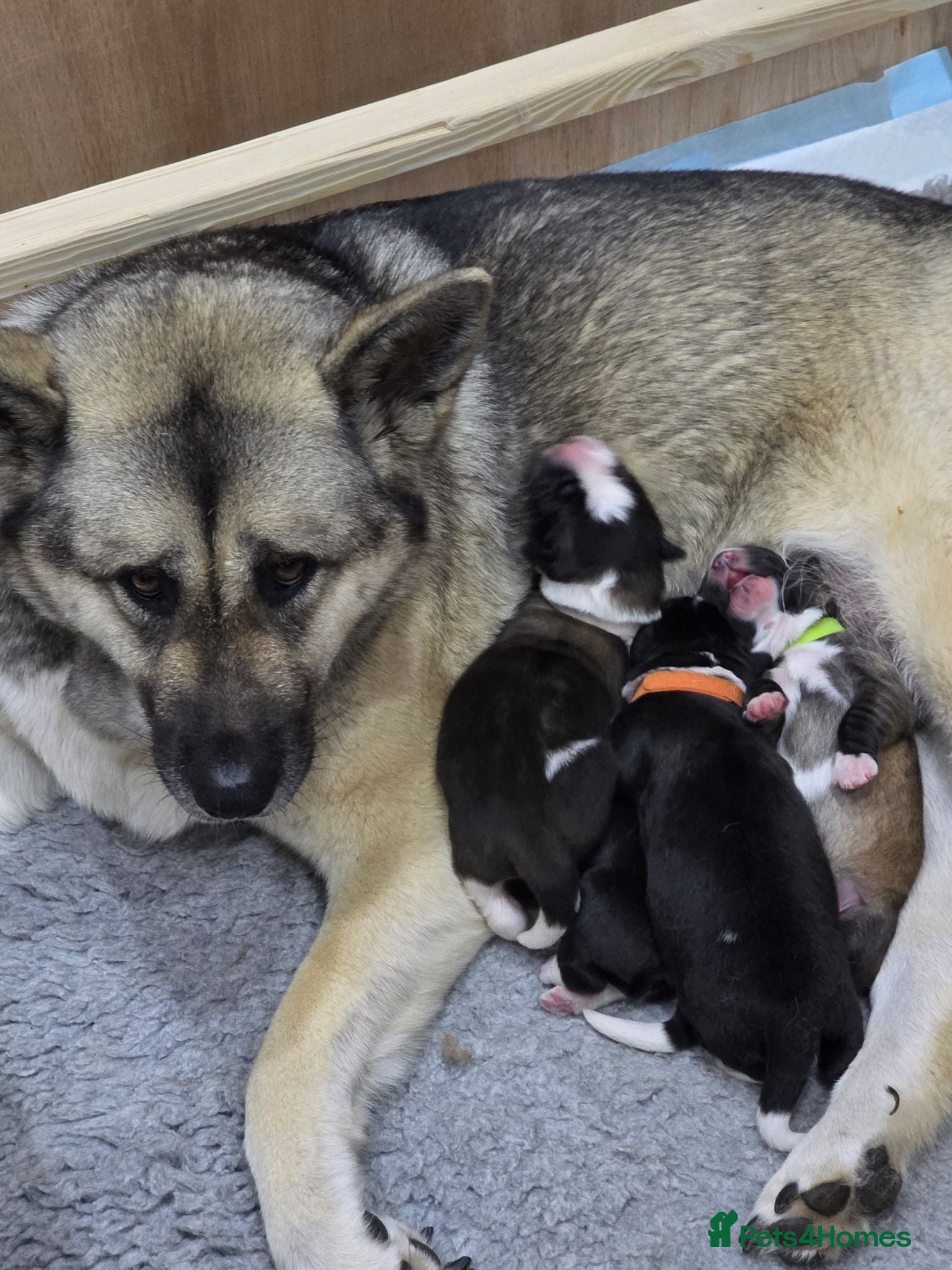 Mixed Breed dogs 4 beautiful saint burnard x akita puppies  - Advert 2