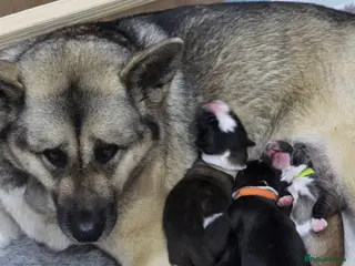 Mixed Breed dogs 4 beautiful saint burnard x akita puppies - Advert 1