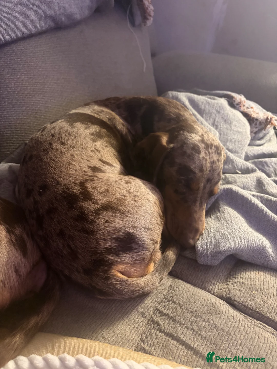 Miniature Dachshund dogs for sale: 1 year old miniature dachshund for rehoming  - Advert 2