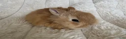 Mixed Breed rabbits for sale: Ready  **  WEEKEND beautiful well handled babies in Sunderland - Advert 4