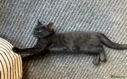 Mixed Breed cats for sale: 3 Black/brown striped Tabby cross Kittens  - Image 1