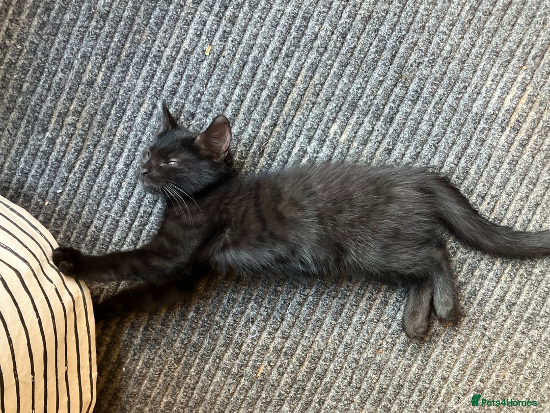 Mixed Breed cats for sale: 3 Black/brown striped Tabby cross Kittens  - Image 1