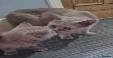 British Shorthair cats - Advert 15