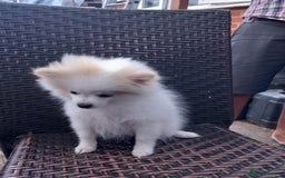 Pomeranian dogs for sale: Bautiful pomeranian puppies - Image 9