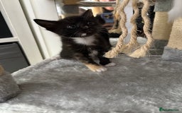 Domestic Shorthair cats for sale: Mixed kittens - Image 1