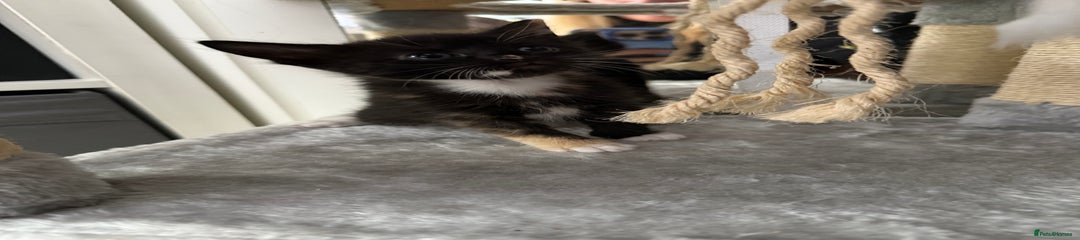 Domestic Shorthair Kitten 3