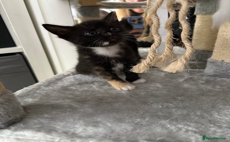 Domestic Shorthair cats - Advert 4