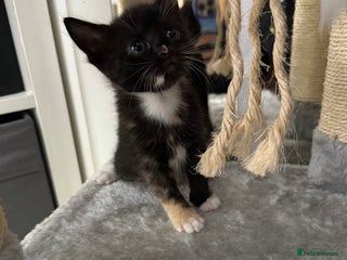 Domestic Shorthair cats - Advert 19