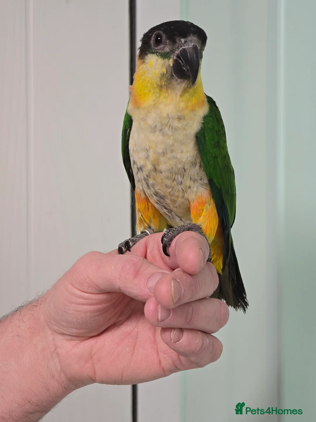 Parrots birds for sale: Beautiful Cheeky Handreared Caiques!!! - Advert 2