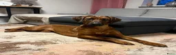 Rhodesian Ridgeback dogs for sale: Rhodesian Ridgeback  in Sale - Advert 10