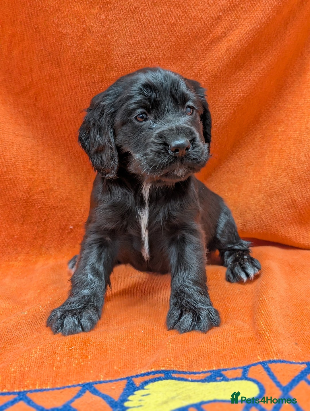 Cocker Spaniel dogs for sale: Ready now! KC registered, health tested cocker  - Advert 10