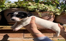 Jack Russell dogs for sale: Jack Russell Pups - Image 4