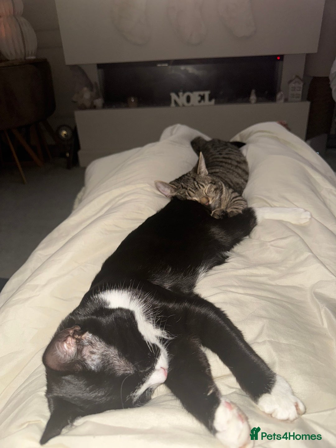 British Shorthair cats for sale: Pair British short hair - Advert 4