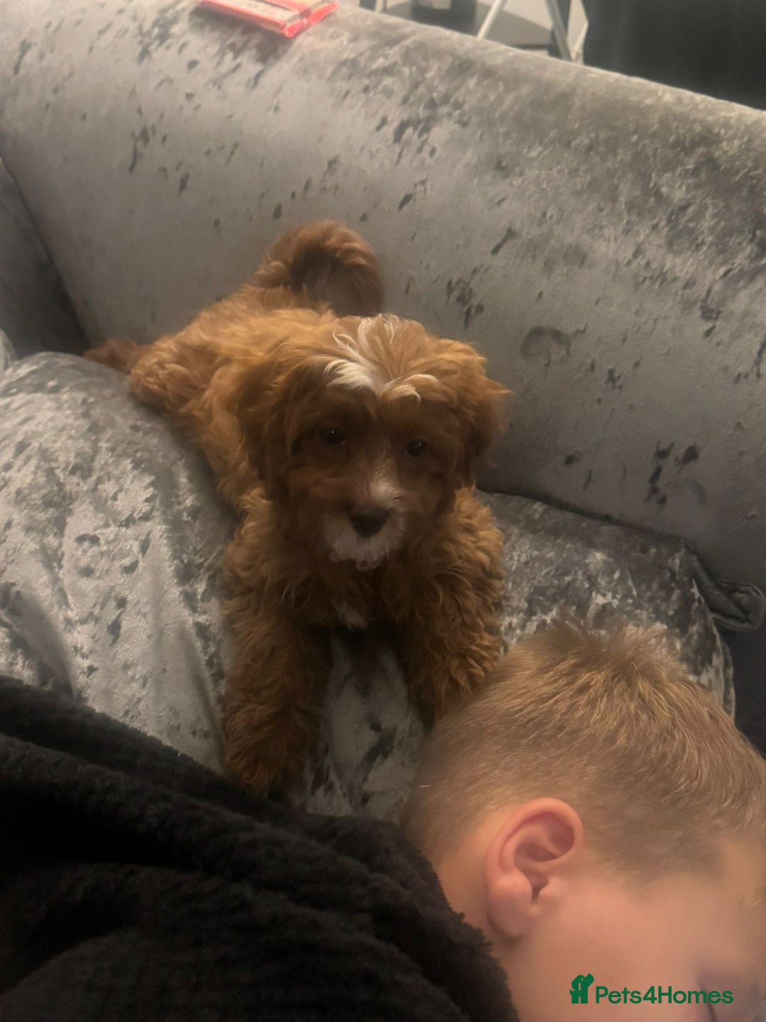 Cavapoo dogs for sale: Beautiful female cava poo - Image 3