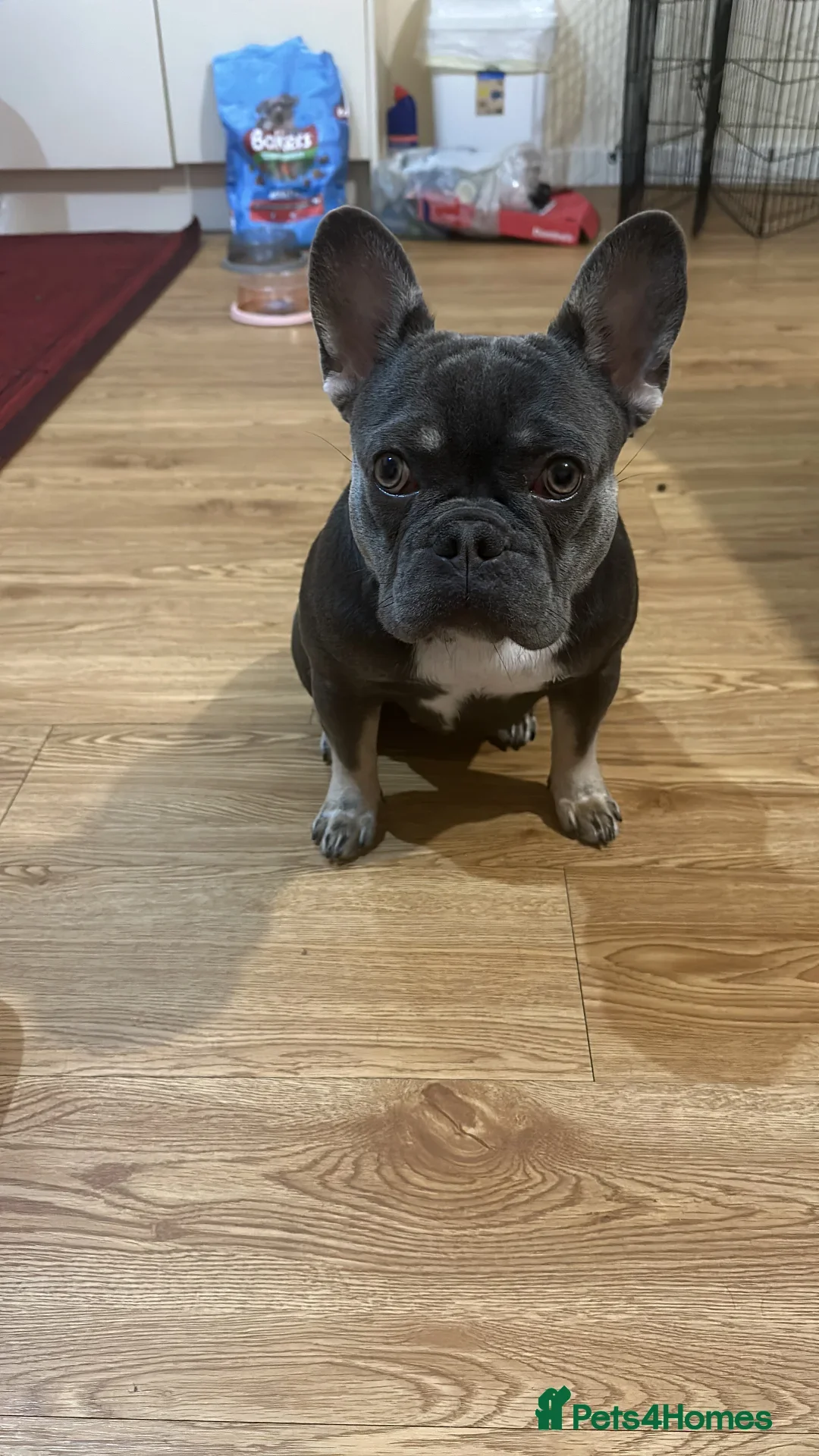 French Bulldog dogs for sale: French bulldog puppy Blue & Tan - Image 7