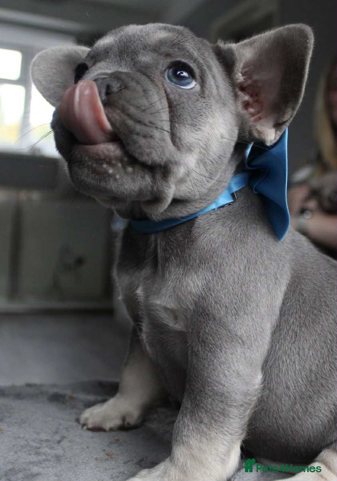 French Bulldog dogs for sale: Fluffy carrier French bulldogs - Advert 9