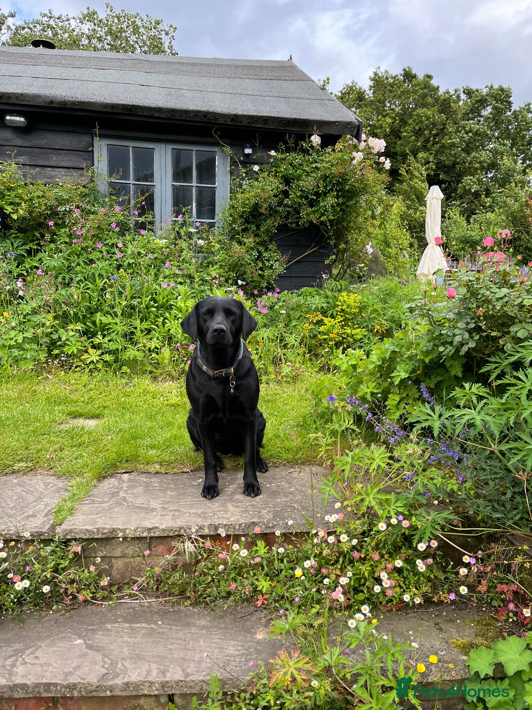 Labrador Retriever dogs for sale: Two Labrador Dog Puppies - black - Image 8