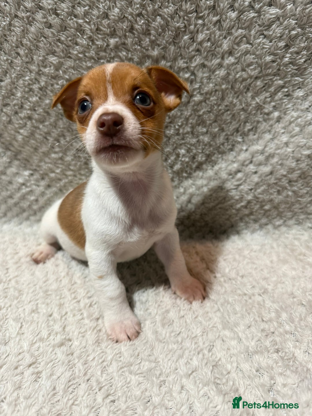 Jack Russell dogs for sale: Jack Russell puppies (JUST 1 LEFT) (LUNA) - Image 14