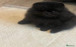 Pomeranian dogs for sale: Stunning KC reg Pomeranians  - Image 17