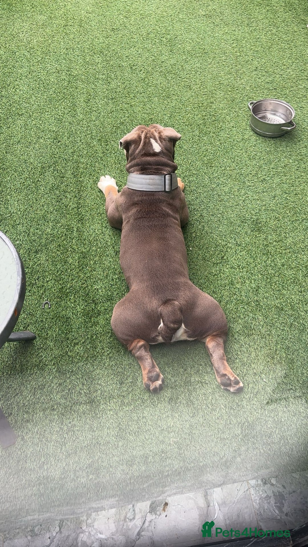 English Bulldog dogs for stud: 🔥FURY🔥 - Image 4