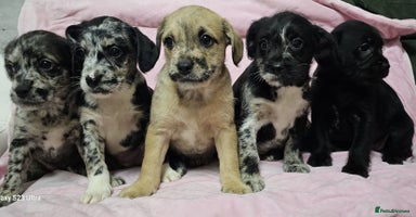 Mixed Breed dogs Frenchi /Mini Poodle Puppies First Gen ❤️  - Advert 12