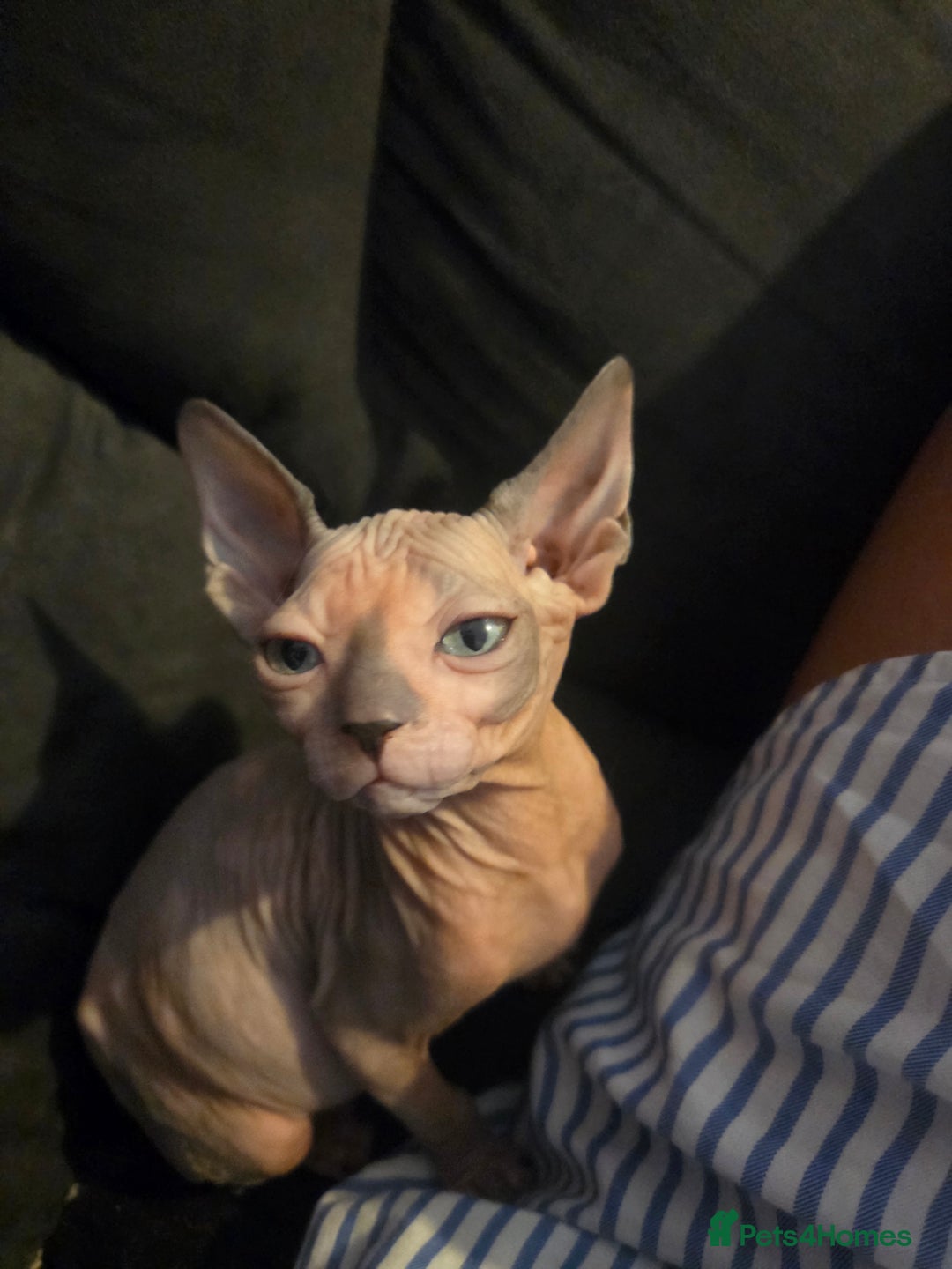 Sphynx cats for sale: Loving Home Wanted – Sphynx Cat for Sale - Image 3