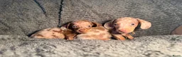 Miniature Dachshund dogs for sale: KC Reg Miniature Dachshunds Dapple Isabella    - Advert 16