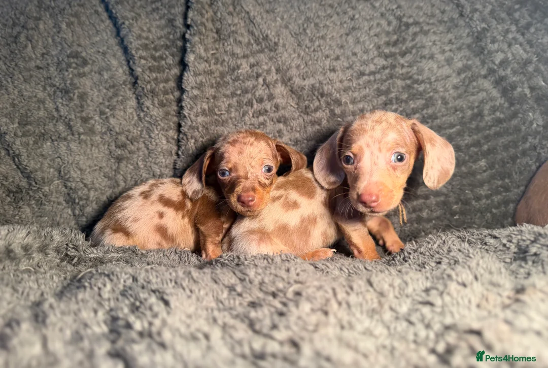 Miniature Dachshund dogs for sale: KC Reg Miniature Dachshunds Dapple Isabella    - Advert 16