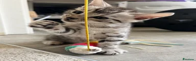 Bengal 3