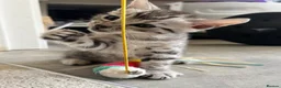 Bengal cats for sale: 🩶 Silver pure bengal kittens 🩶 - Advert 9
