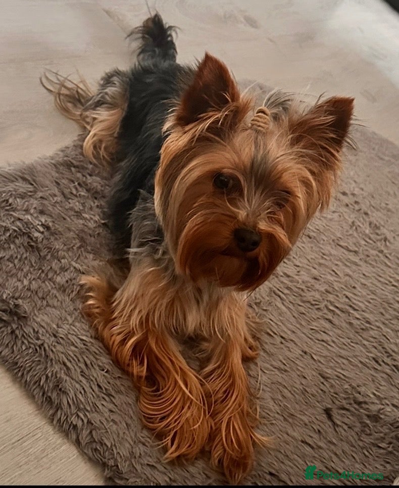 Yorkshire Terrier dogs Rico  - Advert 1