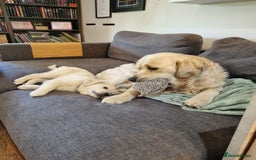 Golden Retriever dogs for sale: Purebred Golden Retriever Puppies - Image 3