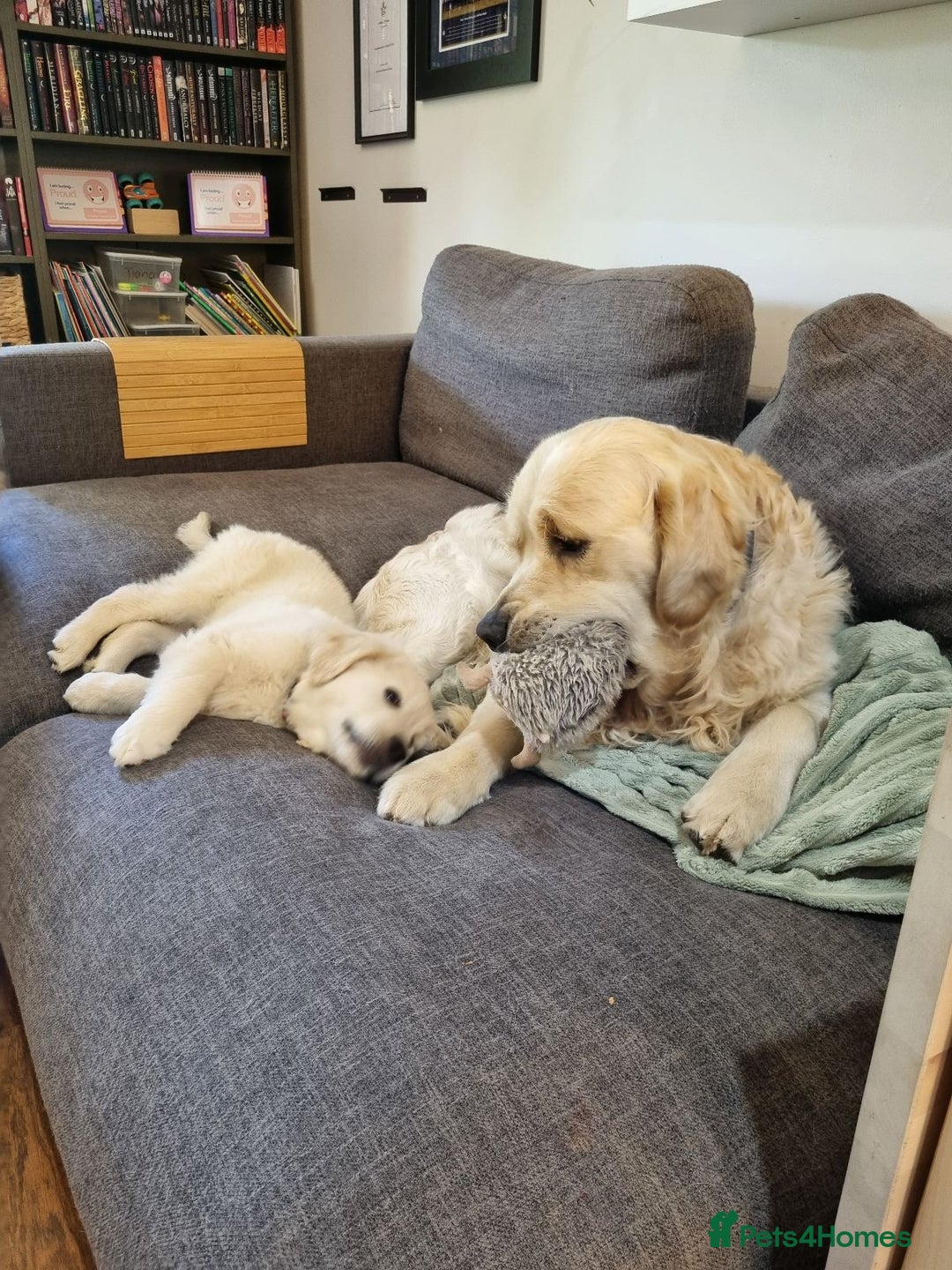 Golden Retriever dogs for sale: Purebred Golden Retriever Puppies - Image 3