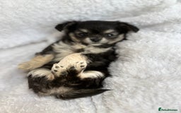 Chihuahua dogs for sale: Champion Line Chihuahua miniature puppies  - Image 21