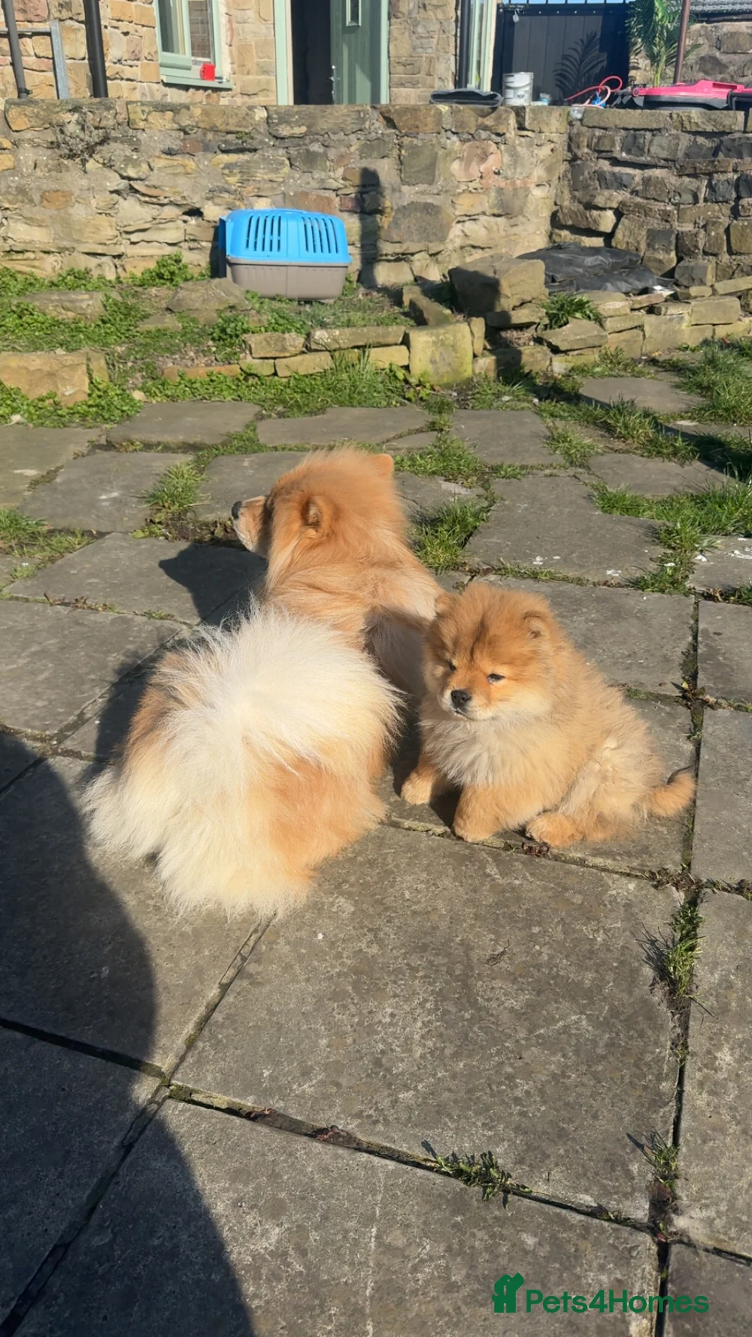 Chow Chow dogs for sale: Sir Otto - Advert 5