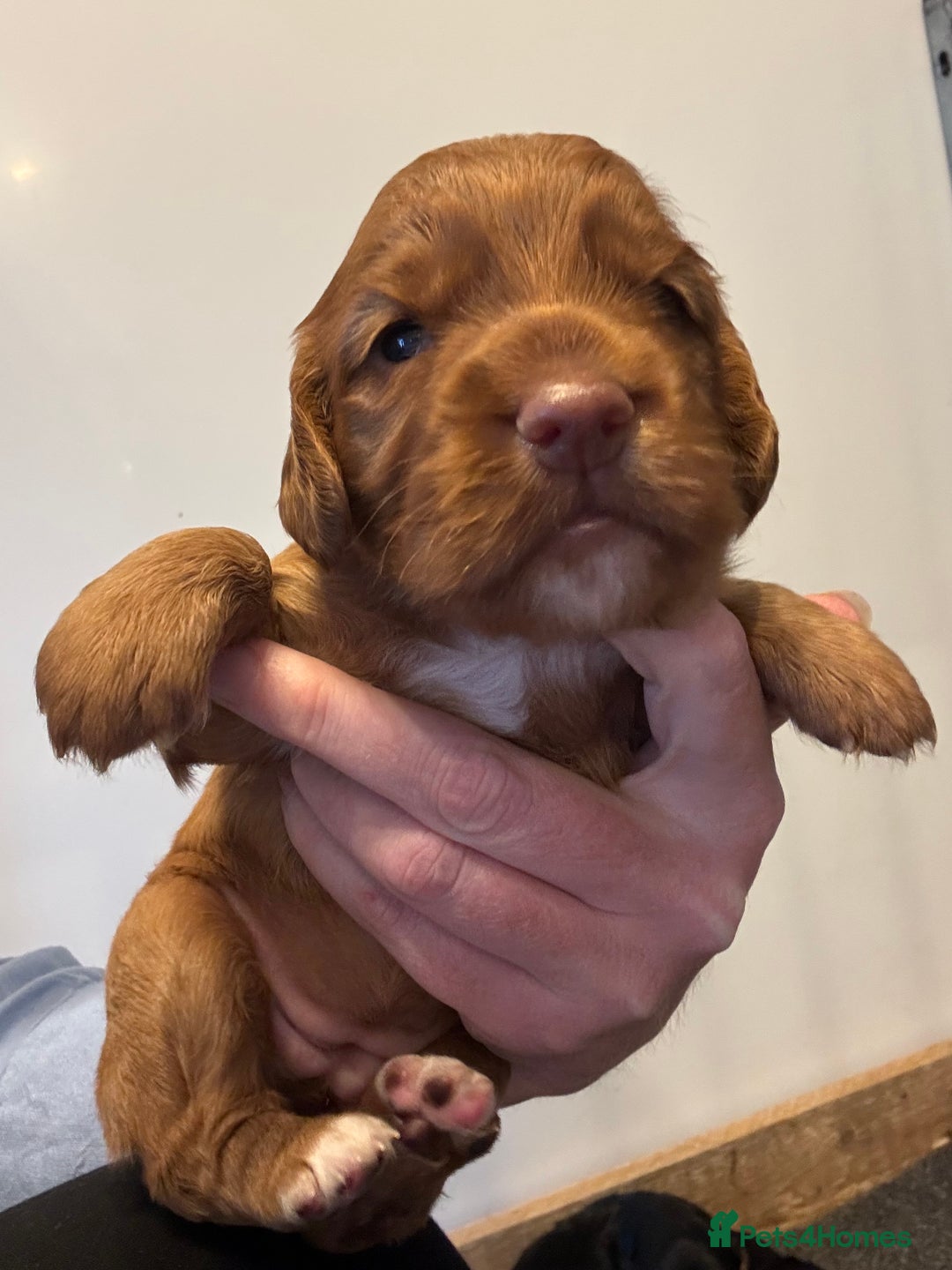 Cocker Spaniel dogs for sale: KC reg cocker spaniel pups  - Image 14