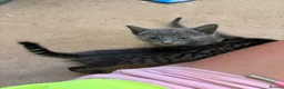Mixed Breed cats for sale: Savannah cross kittens  in Broadstone - Advert 5